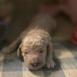 Summer - Cream female Goldendoodle puppy in Freedom, New York from Samantha's Goldendoodles