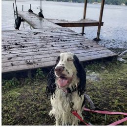 English Springer Spaniel Puppies from Indian Creek Springers