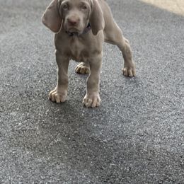 Weimaraner Puppies from Jennifer Anne's Weimaraners