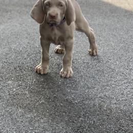 Weimaraner Puppies from Jennifer Anne's Weimaraners