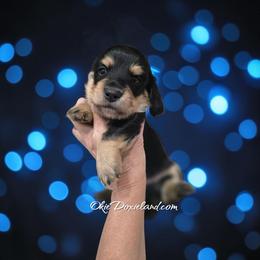 Viktor - Black and cream male Dachshund puppy in Oklahoma City, Oklahoma from OkieDoxieland Dachshunds