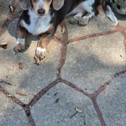 Dachshund All Grown Up from CBR Mini Dachshunds
