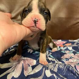 Boxer Puppies from Bre’s Boxers