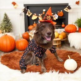 Autumn - Australian Shepherd