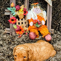 Goldendoodle Puppies from Ming’s Dynasty Doodles