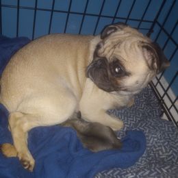 Daisy - Pug
