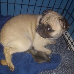 Daisy - Pug