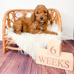 Vegas - Red  male Goldendoodle puppy in from Pink Poodles and Doodles