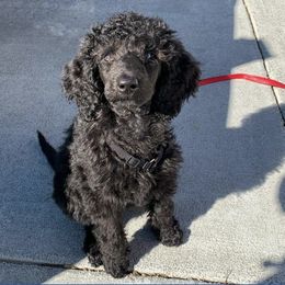Poodles from Sunrise Poodles