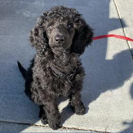 Poodles from Sunrise Poodles