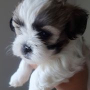 Amber - Black gold and white Mal-Shi puppy in Apollo Beach, Florida from Gemstone Exclusive Pups of Florida