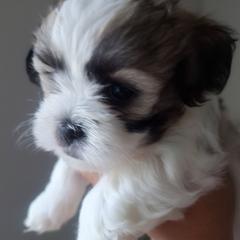 Amber - Black gold and white Mal-Shi puppy in Apollo Beach, Florida from Gemstone Exclusive Pups of Florida