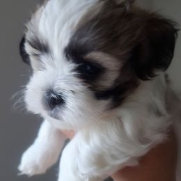 Amber - Black gold and white Mal-Shi puppy in Apollo Beach, Florida from Gemstone Exclusive Pups of Florida