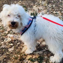 Buddy - Parti male Goldendoodle puppy in Los Molinos Ca, California from Sunshine Sanctuary Doodles