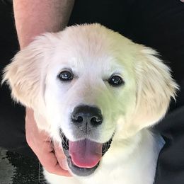 Golden Retrievers from Fox Meadow English Cream Goldens