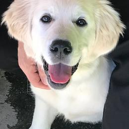 Golden Retrievers from Fox Meadow English Cream Goldens