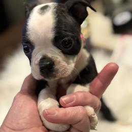 Bat man - Black and white female Boston Terrier puppy in Covington, Georgia from Tuxedo Bostons of Atlanta