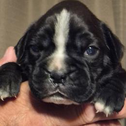 Layla - Brindle female Boxer puppy in Rocky Comfort, Missouri from Meredith's Boxer Puppies