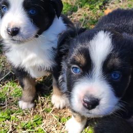 Miniature Australian Shepherds from Robinson Mini Aussies