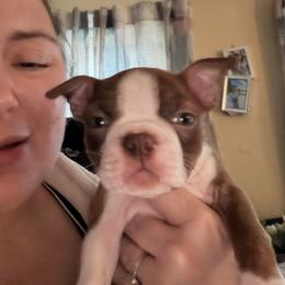 Boston Terrier Puppies from Mad Bossies