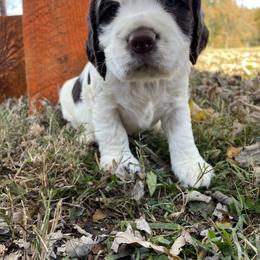 English Springer Spaniel Puppies from Cedar Ridge Kennels