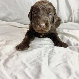 Labradoodle Puppies from Molly’s Doodles