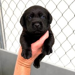 Valor - Black female Dilute Retriever puppy in Baldwin City, Kansas from Hedge Lane Labradors