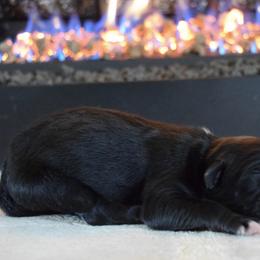 Coal - Black tri-color male Australian Shepherd puppy in Lyons, Georgia from Canyon South Aussies