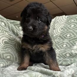 Moxie - Black and red female German Shepherd puppy in Coplay, Pennsylvania from By My Side Germans Shepherds & Dobermans