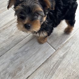 Yorkshire Terrier Puppies from Yorkies in Kyle