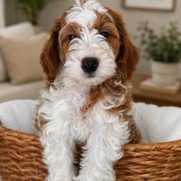 Norman - Parti male Goldendoodle puppy in Yuciapa, California from AlltheDoodlez_
