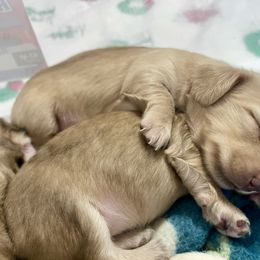 Dachshund Puppies from Island Farms Mimi’s Dachshunds Florida