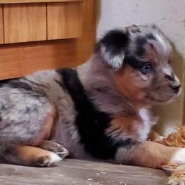 Blizzard - Blue merle female Miniature Australian Shepherd puppy in Findlay, Ohio from RStar Aussies