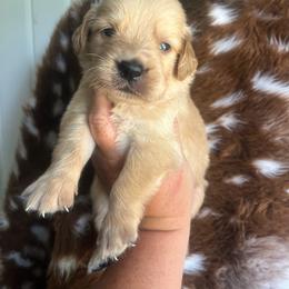 Green collar - Golden male Golden Retriever puppy in Jesup, Georgia from Painted Platinum Retrievers (Painted Platinum Kennel) PPK