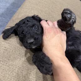 Yellow Collar - Black and white female Assorted Doodle Crosses puppy in Richmond, Texas from Blessed B Farm & Doodles
