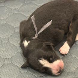 Grey - Black and white female Border Collie puppy in Palmetto Bay, Florida from Hill Valley Border Collies