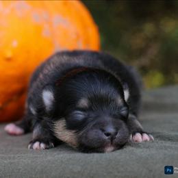 Chai - Black and tan female Pomeranian puppy in Bremen, Indiana from AMS Pomeranians and Pomskies in Indiana