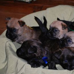 Cairn Terrier Puppies from Stonehaven Cairn Terriers