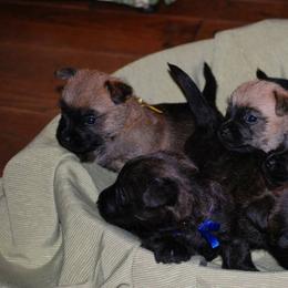 Cairn Terrier Puppies from Stonehaven Cairn Terriers