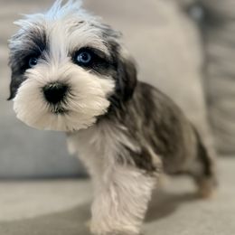 Bluey - Parti male Miniature Schnauzer puppy in La Mirada, California from SchnauzersRus