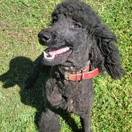 Diva - Poodle