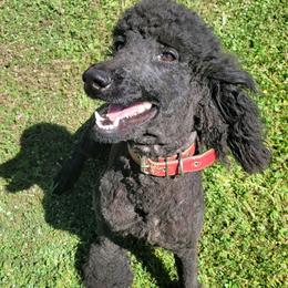 Diva - Poodle