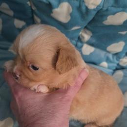 Timon - Red male Chihuahua puppy in Kyle, Texas from joy of chihuahuas tx