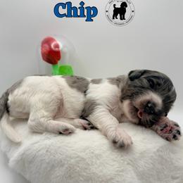 Chip - Merle male Goldendoodle puppy in Ponchatoula, Louisiana from Real Life Furrytales