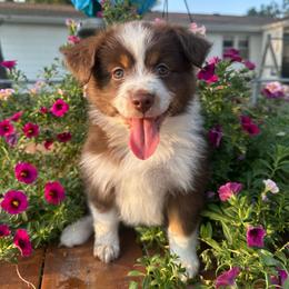 Wendy - Red tri-color female Miniature American Shepherd puppy in Iola, Kansas from Elm Creek Minis