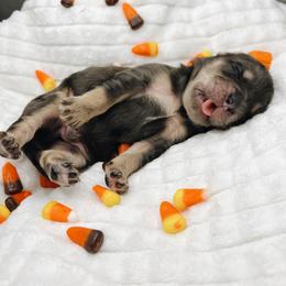 Goldendoodle and Golden Retriever Puppies from Canterbury Canines