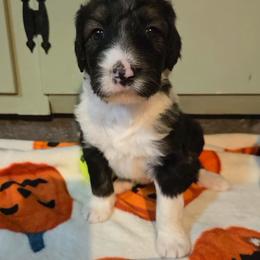 Hazel - Tri-color female Bernedoodle puppy in Mckenzie, Tennessee from Small Town Doodles & Poodles