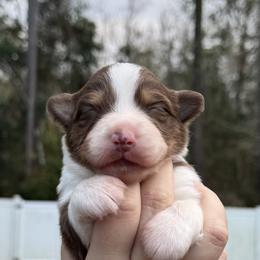 Athena - Red tri-color female Australian Shepherd puppy in Jacksonville, Florida from Solace Australian Shepherds