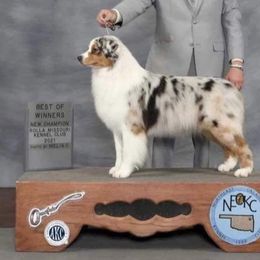 Avril - Australian Shepherd