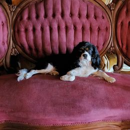 Tootsie - Cavalier King Charles Spaniel